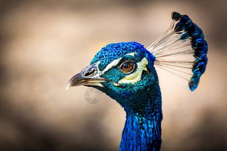 印度孔雀或蓝孔雀是一种体型大且颜色鲜艳的鸟类图片