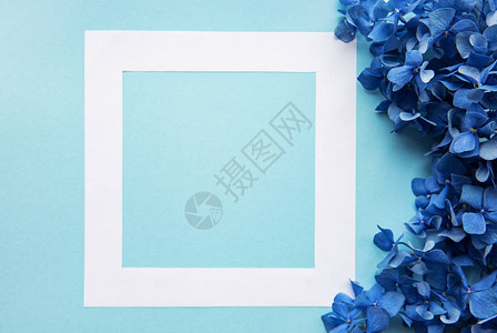 蓝色柔和背景上的白色框架和蓝色绣球花图片