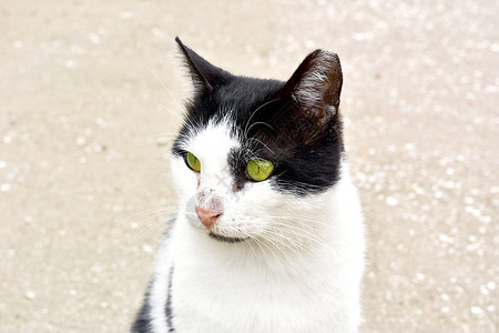 绿眼睛的街头白斑猫肖像图片