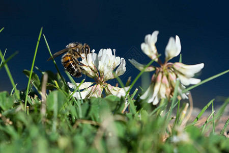 蜜蜂在深蓝背景的草坪上吸食白花朵图片