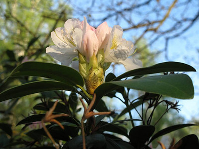 白杜鹃花细节图片