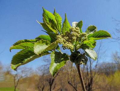 在春天花园背景下长满黑莓的青春花朵芽图片