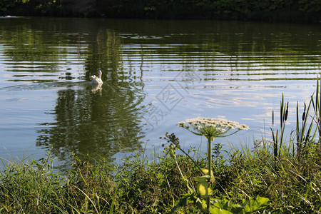 夏天池塘里的白鹅的照片一只鸟漂浮在湖上一年中的夏天图片