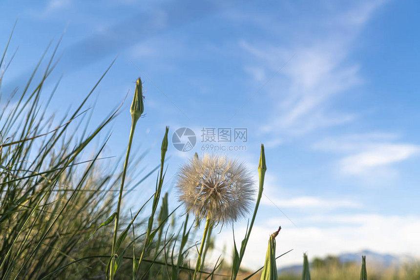 美丽自然的景色与一朵花贴近了云蓝天空白花在阳光明媚的一天在图片