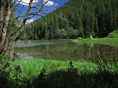 湖泊和植被LacuRo图片