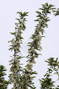 白色洋槐花的浓郁香气背景图片