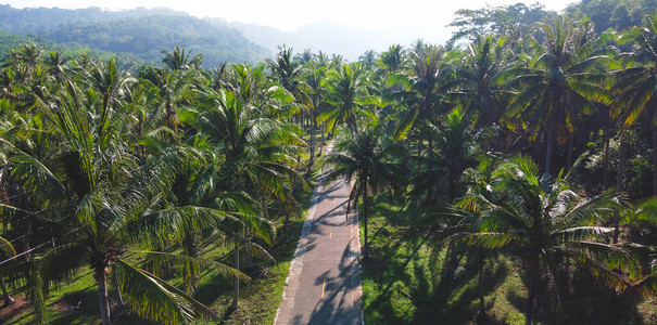 公路和椰子树岛上和天空的椰子树图片