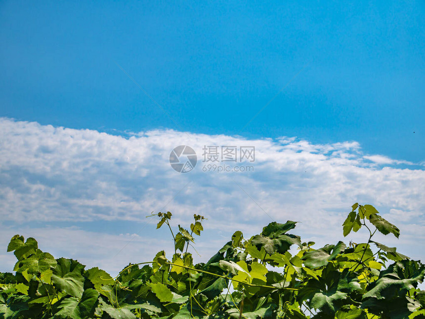 葡萄树以蓝天和云彩为背景农业农场种植葡萄多云的景观背景图片文本的地方图片
