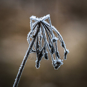 冬季霜植物背景图片