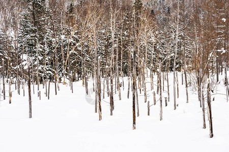 美丽的户外自然景观在日本北海道冬季雪图片