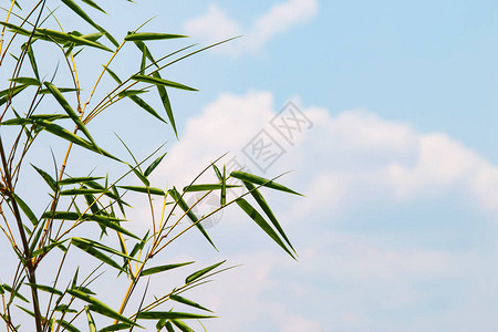 竹叶在明蓝的天空背景上带图片