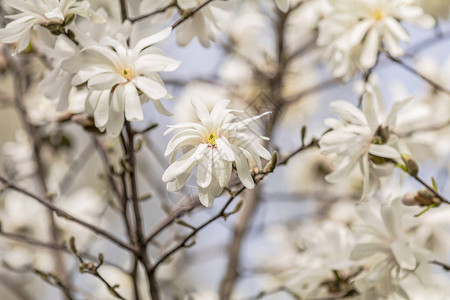 白木兰花Magnoliastellata在阳图片