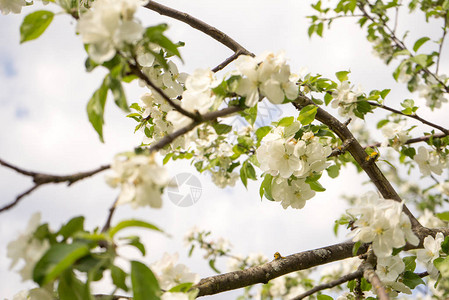 盛开的苹果树春天的苹果白花爱欢乐开花希望的象征首先图片