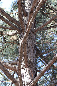 一棵大树的干蓝天背景下的松树图片