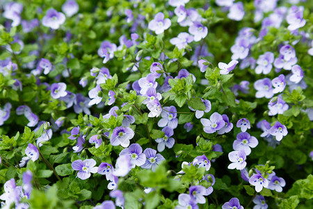 鲜花背景有尼莫菲拉的蓝花朵春花园中背景图片
