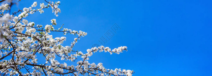 樱桃花的背景开花期间的樱桃复制空间图片