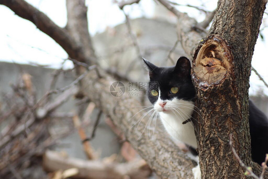 黑白的猫爬上图片