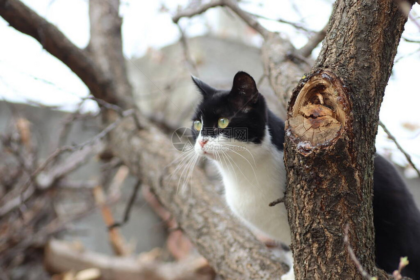 黑白的猫爬上图片