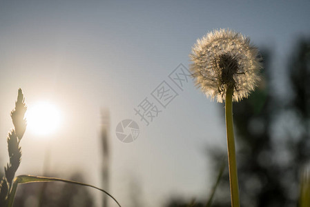 青草晚上阳光明媚的白天图片