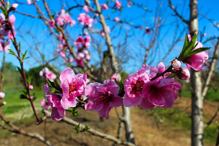 在果园的春天桃花美丽的花朵图片