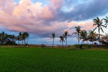 傍晚时分的水稻梯田以大海为背景图片