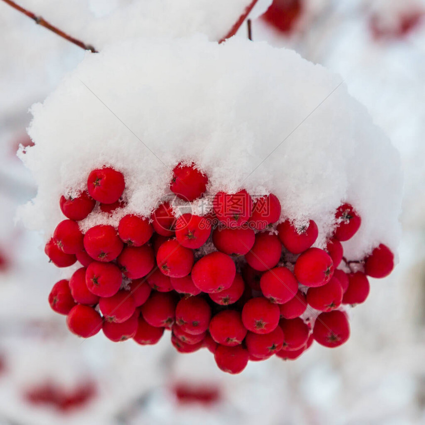 雪中烧焦糖浆红莓冬天第一次下雪冬图片