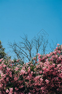 树上有粉红色的花朵背景是天空浪漫图片