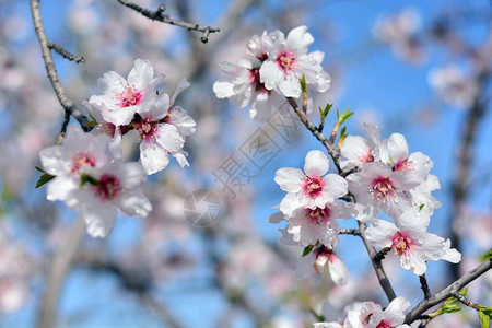月杏仁树花带露珠图片