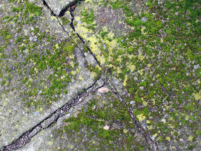 混凝土背景上的苔藓图片