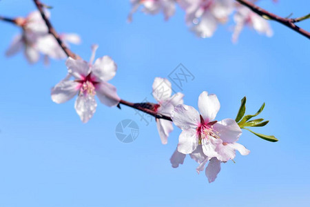 月杏仁树花带露珠图片