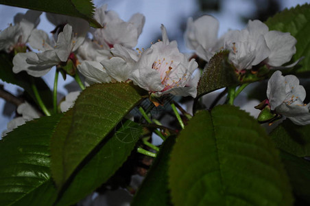 春天盛开的樱花园图片