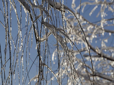 寒冬清晨所有冰雪覆盖着树枝和布图片