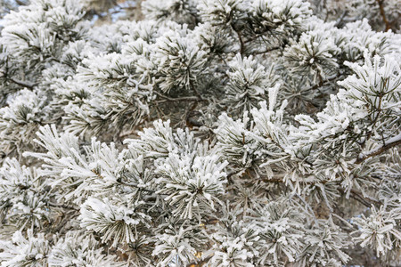 白色背景上带新鲜雪的圣诞树常青云杉树图片