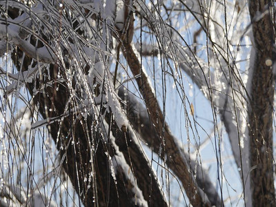 柳树的枝和树皮覆盖着冰雪覆图片