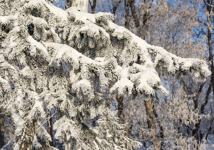 白色背景上带新鲜雪的圣诞树常青云杉树图片