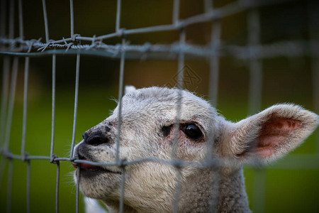 在牧场里吃羊羔后面有刺铁栅栏有图片