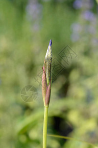 西伯利亚鸢尾拉丁名Irissi图片