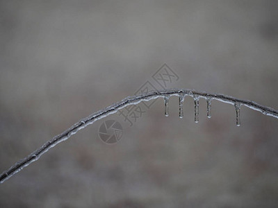 弯曲的树枝被冰覆盖冰柱冻结图片