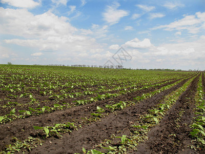 俄罗斯南部是农业的主要地区图片