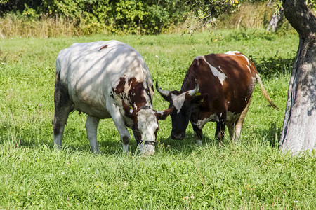 夏季斑点牛群在图片