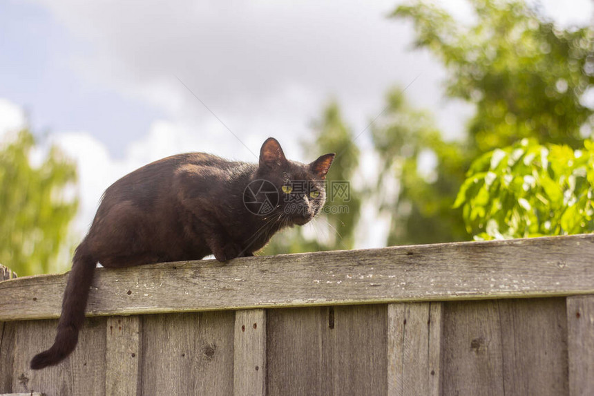 村里一只黑猫跟踪栅栏追逐猎图片