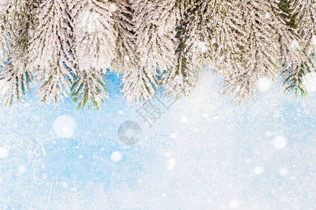 与蓝底霜冻雪和XmasFir树图片