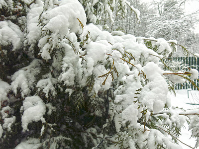 冬天积雪的杜松在雪下图片