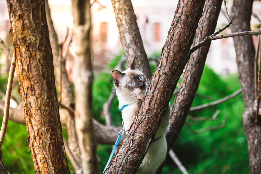 猫爬树猫在树上打猎可爱的猫肖像留在树枝上没有尾巴的纯种短毛猫湄公短尾猫坐在树上动物母鸡在自然条图片