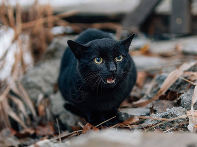 黑猫愤怒恶魔猫图片