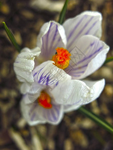 白紫色番红花在春天生长在花坛上图片