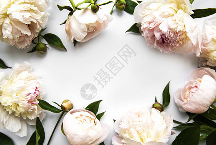 粉红色牡丹花作为白色背景上的边框图片