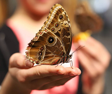 女人手上的蝴蝶图片