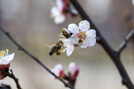 春天一只蜜蜂在苹果树的白花上图片