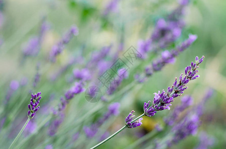 青紫色花朵的选择和柔软焦点图片